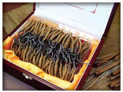 龙井冬虫夏草回收